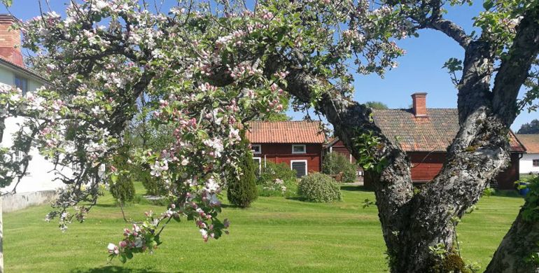 Bild från Bjärkeryd Södergård på våren